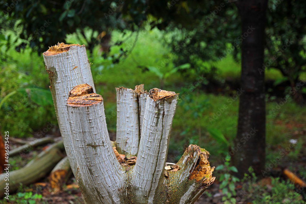 Cut tree in the forest - Deforestation concept Cut tree in the forest - Deforestation concept