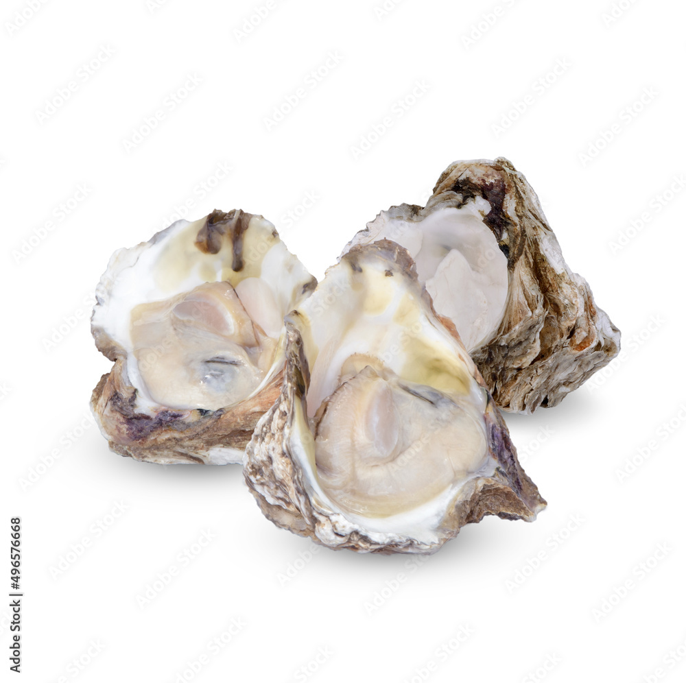 Oyster isolated on white background Oyster isolated on white background