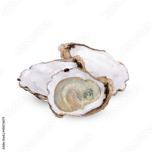 Oyster isolated on white background