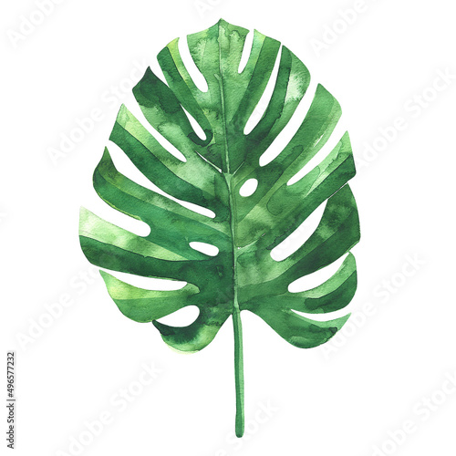 Monstera plant painted in watercolor. Watercolor illustration of tropical leaf isolated on white background.