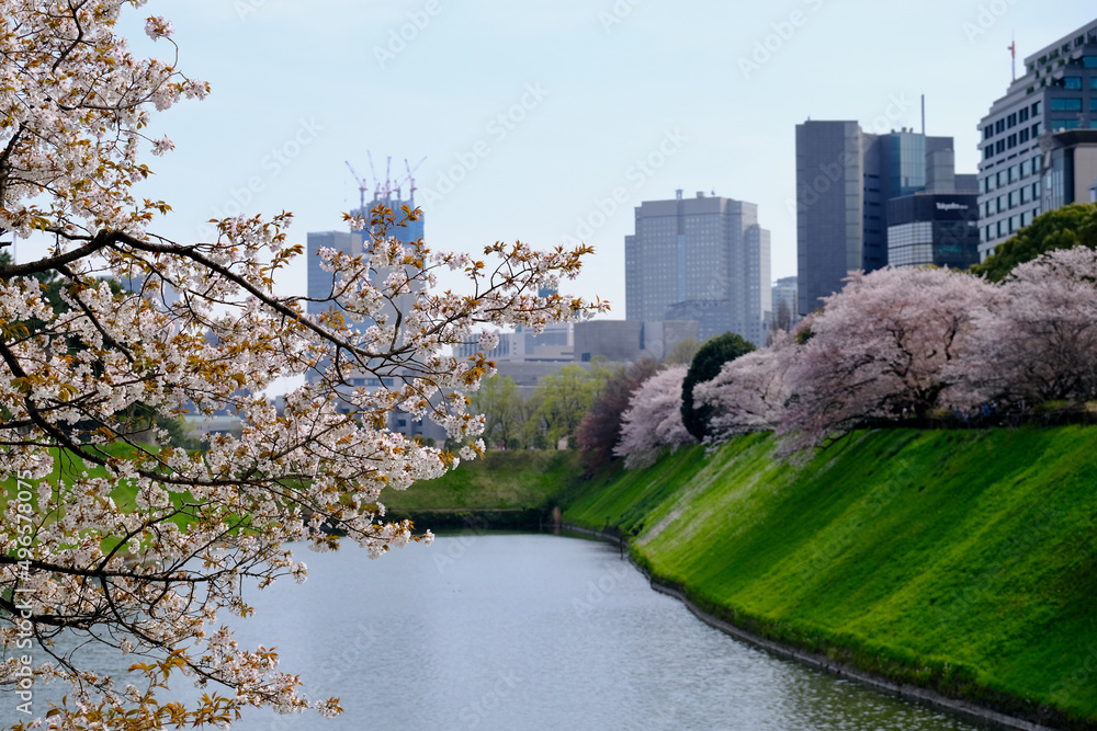 【東京】皇居・千鳥ヶ淵公園の桜（春）