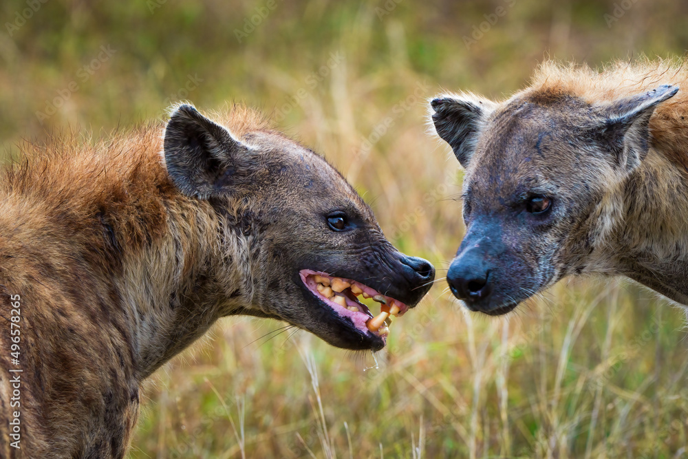 Hyena Teeth