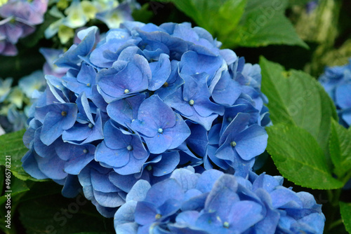 The blue hydrangea is in full bloom.