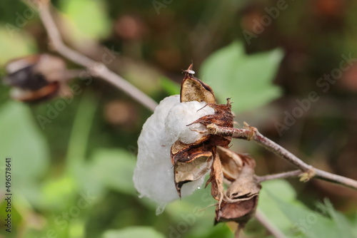 Cotton crop damaged due to rain water