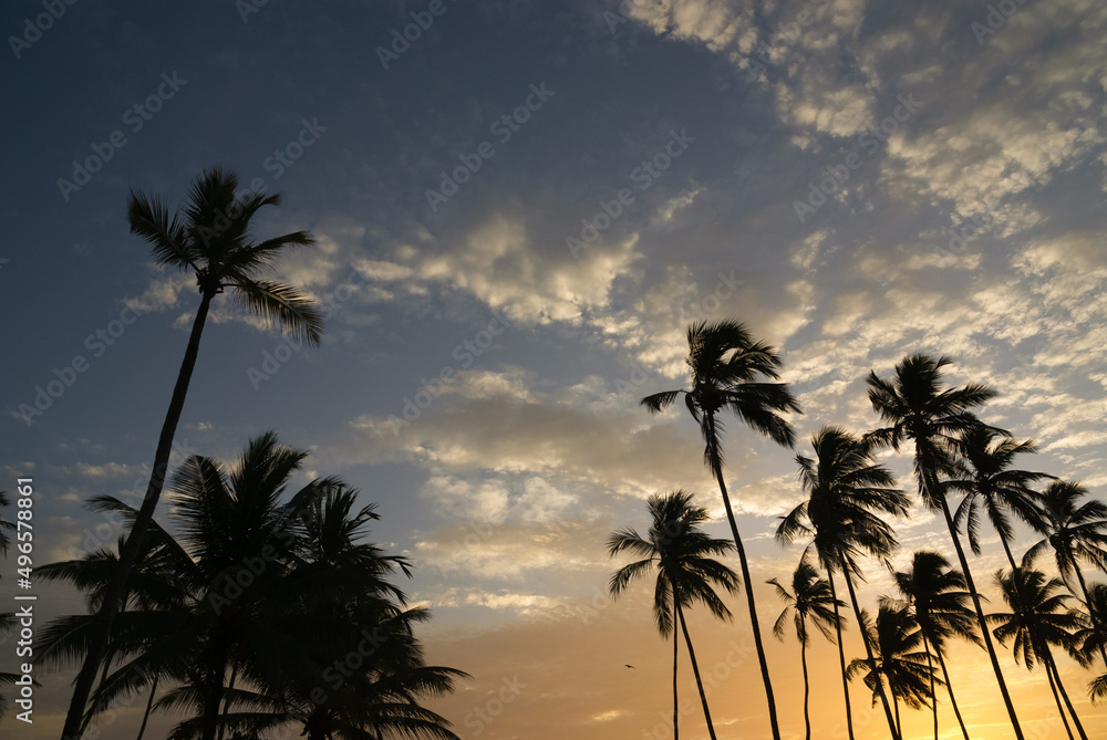 Silhouettes of coconut trees at sunset with blue and orange sky