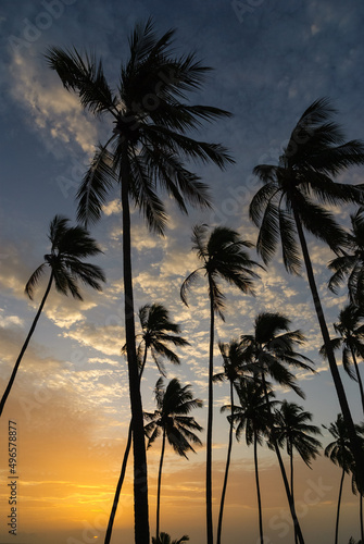 Silhouettes of coconut trees at sunset with blue and orange sky