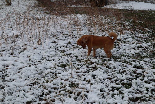 dog playing in the snow photo