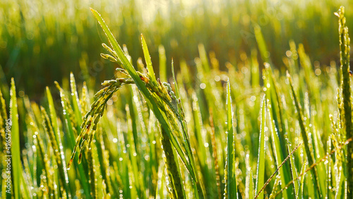 Fotografiet Rice Field Green agriculture ecosystem Asian rice paddy field Vietnam green farm