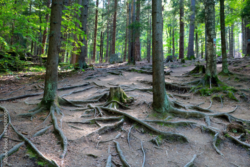 The large roots of the tree stick out of the ground in the forest.