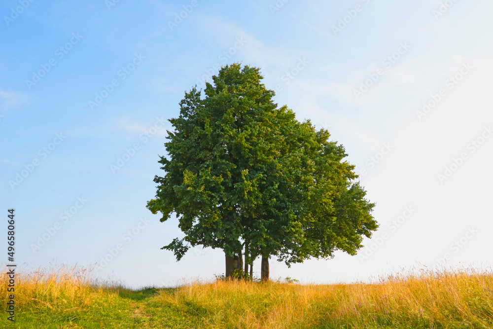 Fototapeta premium Lonely tree in a field against a blue sky.