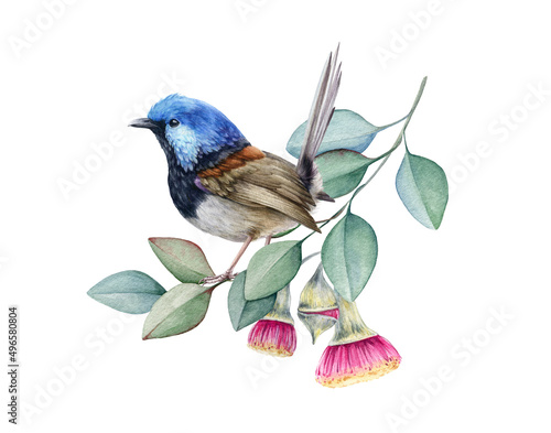 Fairy wren bird on eucalyptus branch. Watercolor hand drawn illustration. Realistic Australian native bird perched on eucalyptus branch with flowers. Watercolor fairy wren. White background. photo