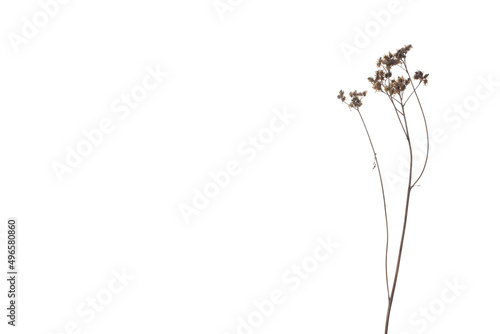 Dried flower collection isolated on white