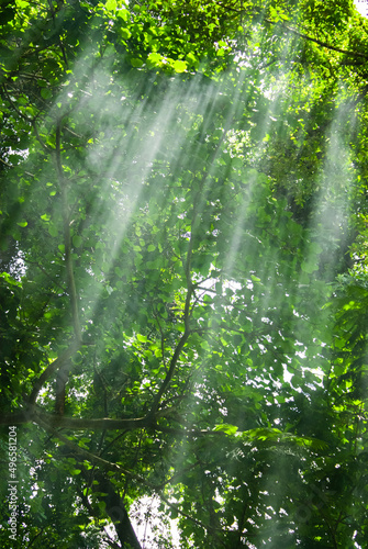 Rays of light coming through leaves in a tropical jungle