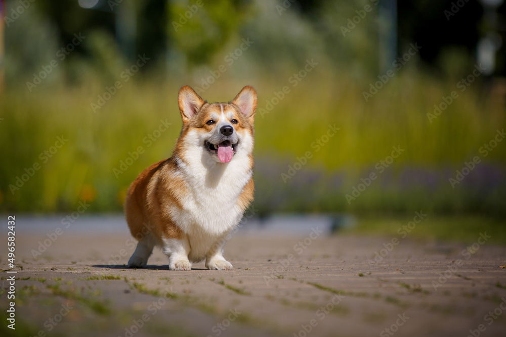 Welsh corgi dog with flowers