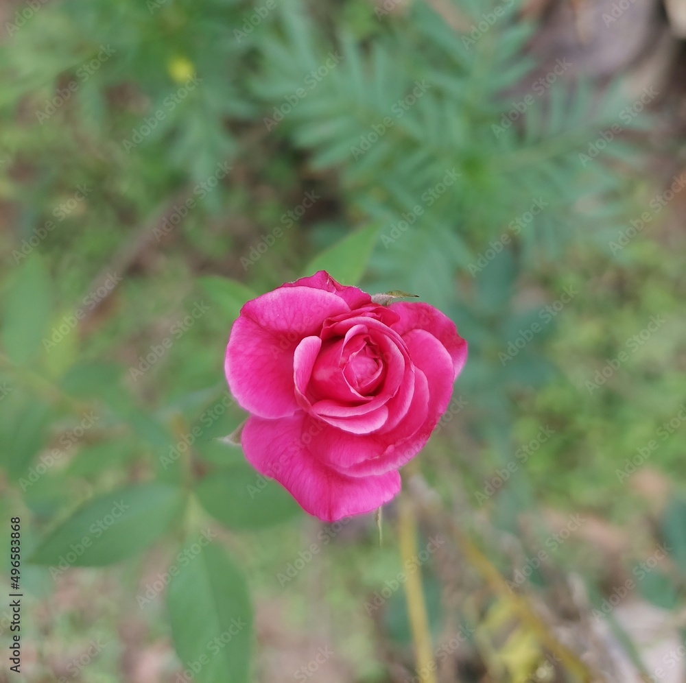 A beautiful rose flower bud. The Best background image. love symbol A beautiful rose flower bud. The Best background image. love symbol