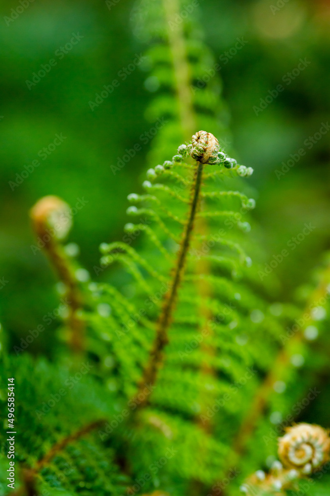 Green background of exotic leaves close-up. Natural green background Green background of exotic leaves close-up. Natural green background