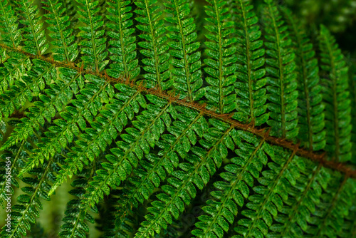 Green background of exotic leaves close-up. Natural green background