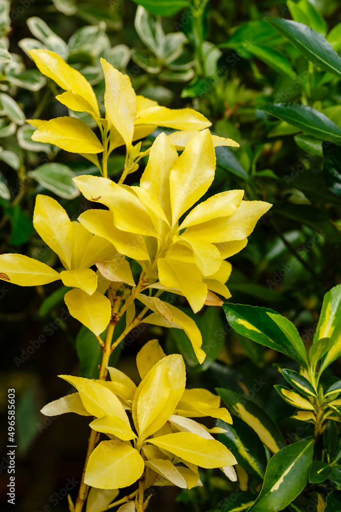 Euonymus is a genus of woody plants in the Euonymous family Euonymus is a genus of woody plants in the Euonymous family