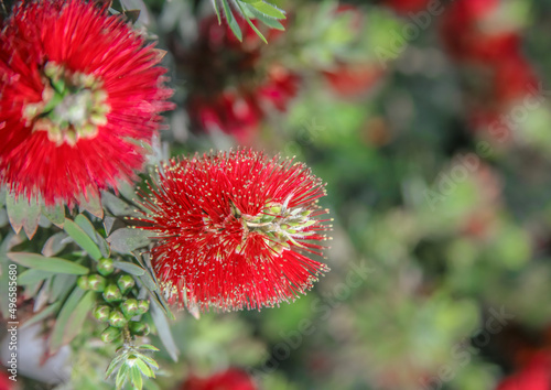 Crimson bottlebrush in bloom . Oblique view © James