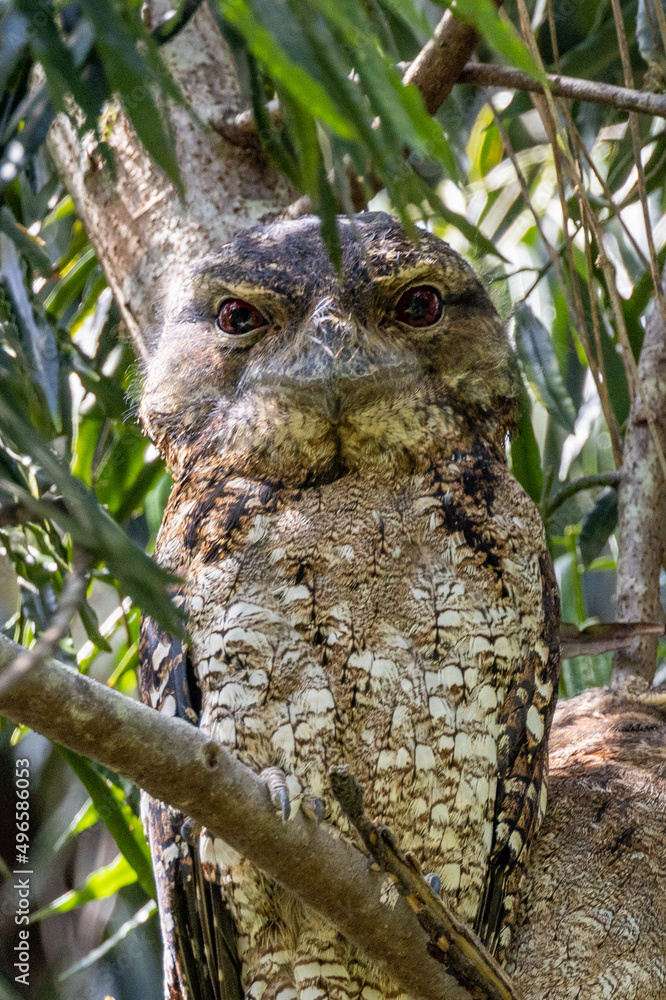 Papuan Frogmouth with chick in Queensland Australia Papuan Frogmouth with chick in Queensland Australia