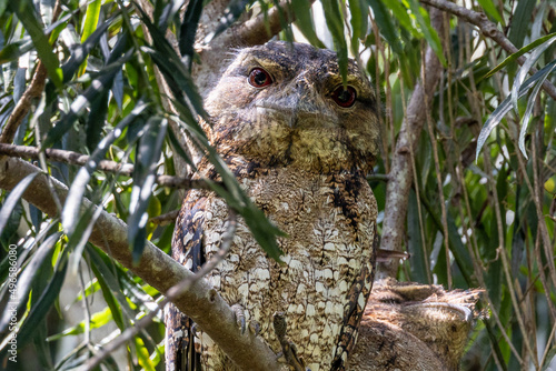 Papuan Frogmouth with chick in Queensland Australia