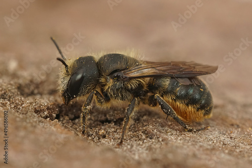 Closeup on a female Jersey mason be, Osmia niveata sitting on wood