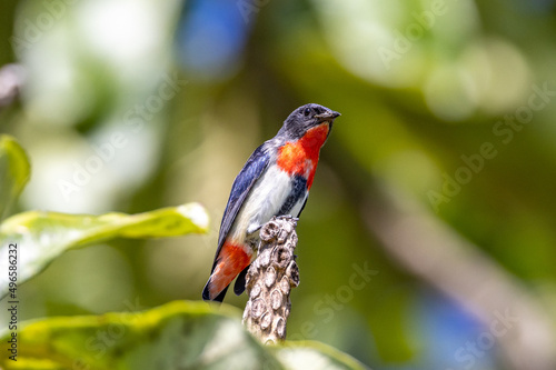 Mistletoebird in Queensland Australia