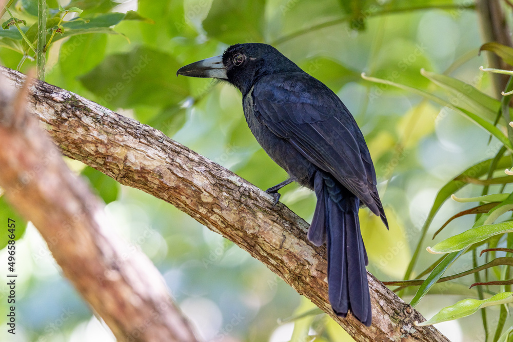 Black Butcherbird in Queensland Australia Black Butcherbird in Queensland Australia