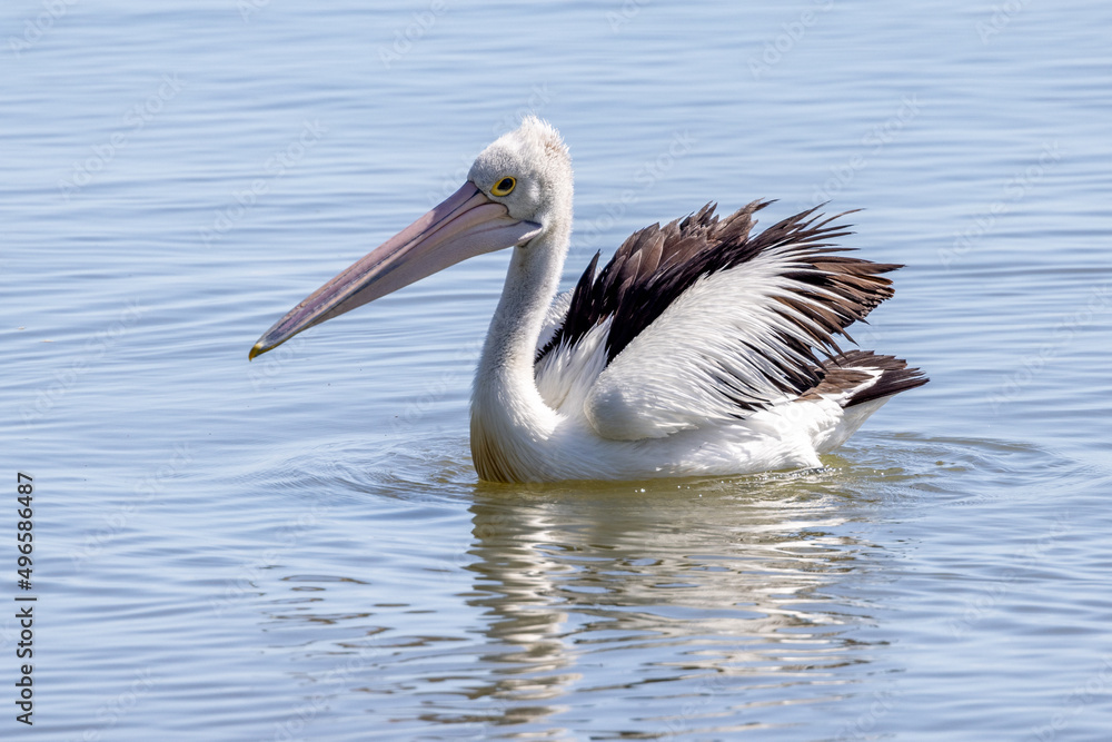 Australian Pelican in Queensland Australia Australian Pelican in Queensland Australia
