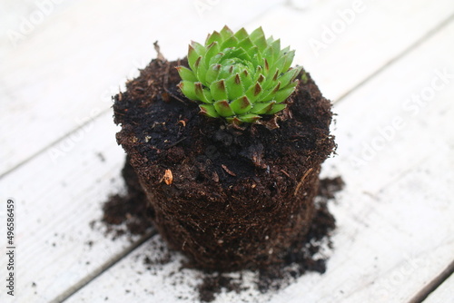 Rojniczek jovibarba sobolifera kwiat żółty skalniak succulent photo