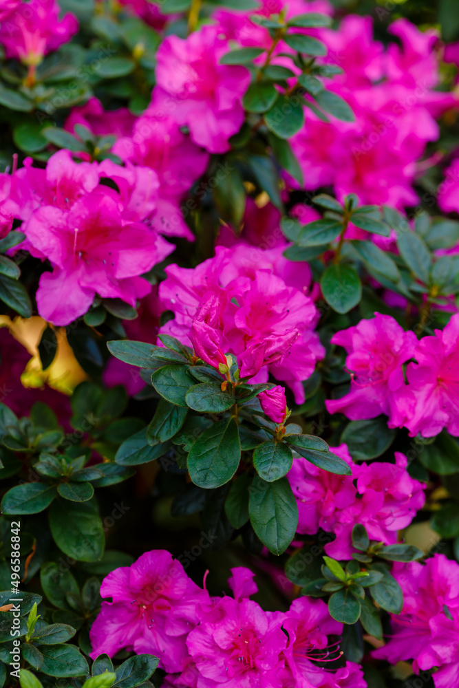 Beautiful flowering of azaleas close up. Azalea is the collective name of some flowering plant species from the genus Rhododendron Beautiful flowering of azaleas close up. Azalea is the collective name of some flowering plant species from the genus Rhododendron