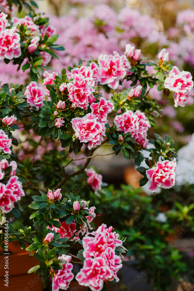 Beautiful flowering of azaleas close up. Azalea is the collective name of some flowering plant species from the genus Rhododendron Beautiful flowering of azaleas close up. Azalea is the collective name of some flowering plant species from the genus Rhododendron