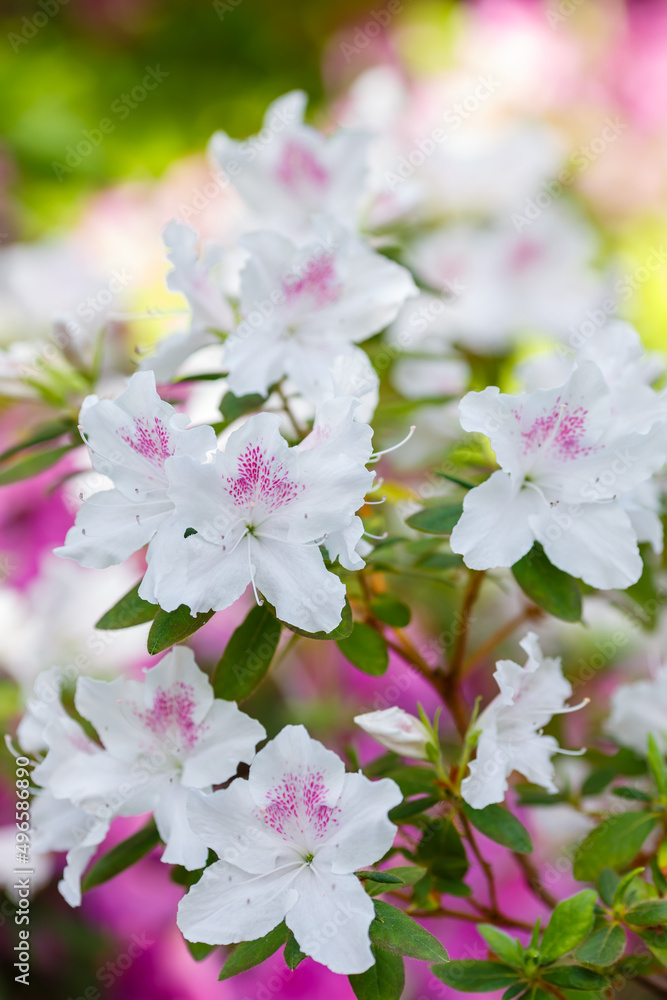 Beautiful flowering of azaleas close up. Azalea is the collective name of some flowering plant species from the genus Rhododendron Beautiful flowering of azaleas close up. Azalea is the collective name of some flowering plant species from the genus Rhododendron