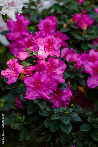 Beautiful flowering of azaleas close up. Azalea is the collective name of some flowering plant species from the genus Rhododendron