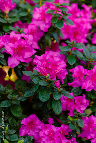 Beautiful flowering of azaleas close up. Azalea is the collective name of some flowering plant species from the genus Rhododendron