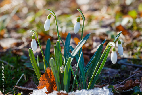 Group of Snowdrops (galanthus) in sping garden. Early bulbous plants in the garden