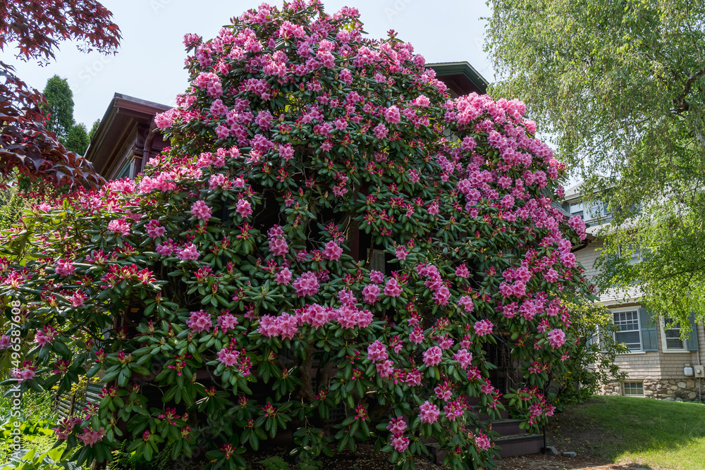 A huge old bush with pink azalea (rhododendron) flowers closes a house in May in Massachusetts, USA.