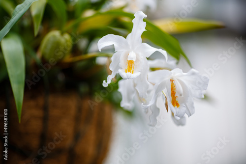 Fototapeta Naklejka Na Ścianę i Meble -  Coelogyne cristata is an epiphytic orchid