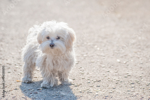 Maltese puppy standing on the ground on a sunny day  © Jam