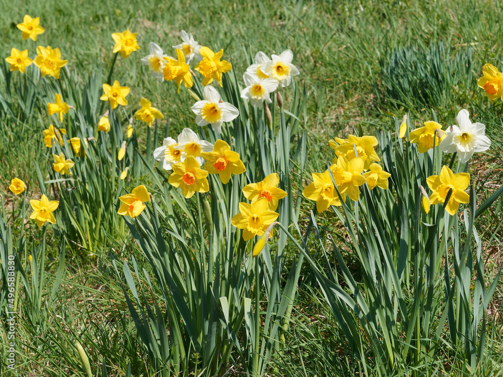 Narcissus pseudonarcissus -   Schöne Narzissenbüschel verschiedener Sorten an kurzen, kräftigen Stielen in sonnigen Beeten
