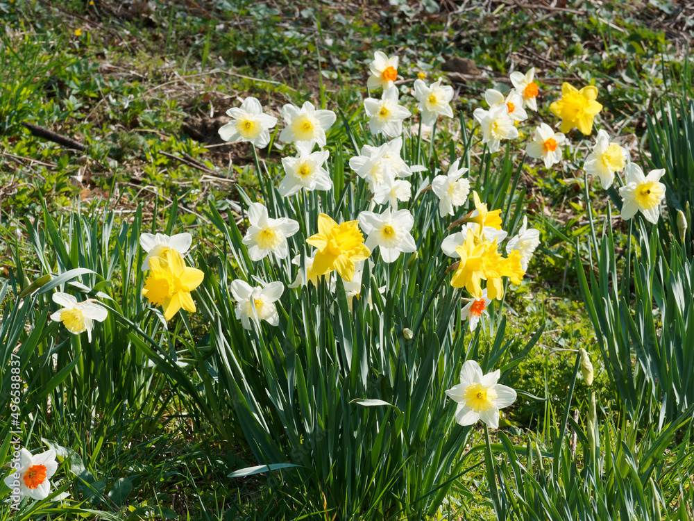 Narcissus pseudonarcissus oder Gelbe Narzissen 'Dutch Master' mit ihre großen goldgelben Blüten zeigen eine prächtig ausgestellte Trompete von einem noch intensiveren Gelb Narcissus pseudonarcissus oder Gelbe Narzissen 'Dutch Master' mit ihre großen goldgelben Blüten zeigen eine prächtig ausgestellte Trompete von einem noch intensiveren Gelb