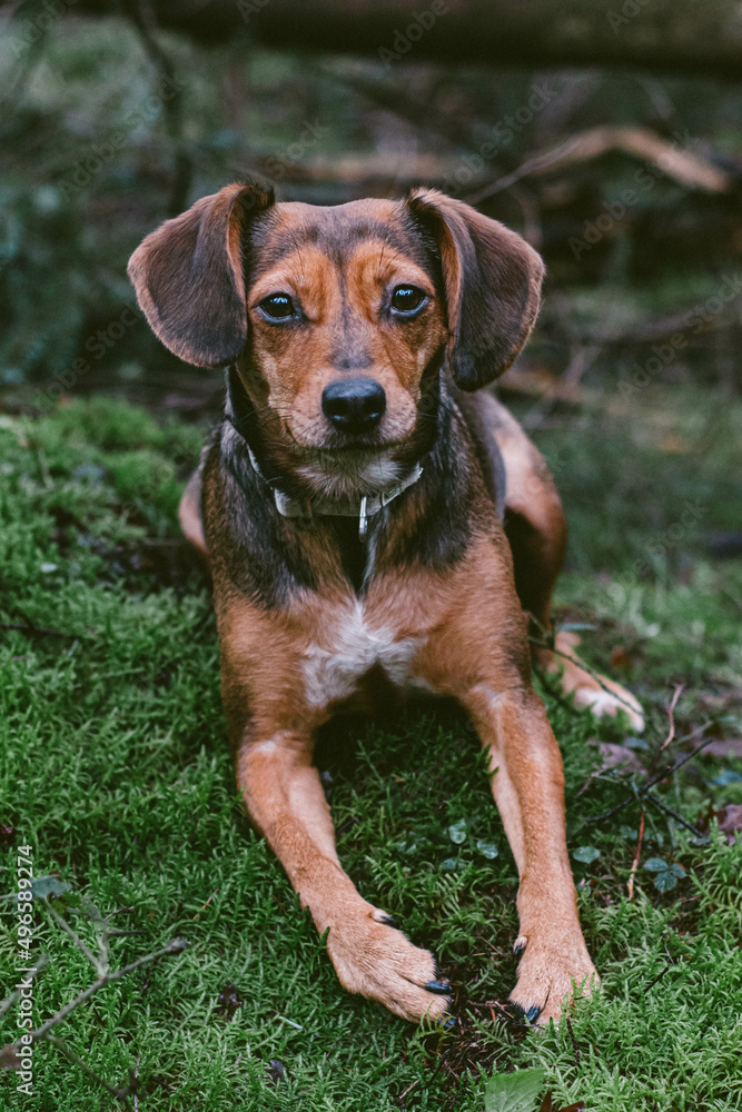 dog portrait