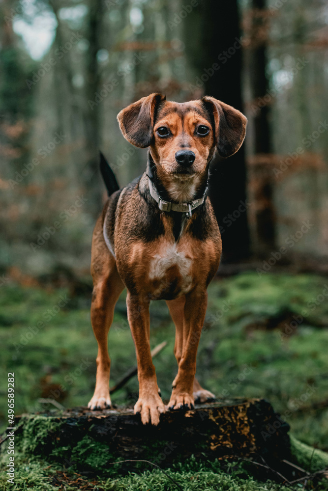 dog in forest