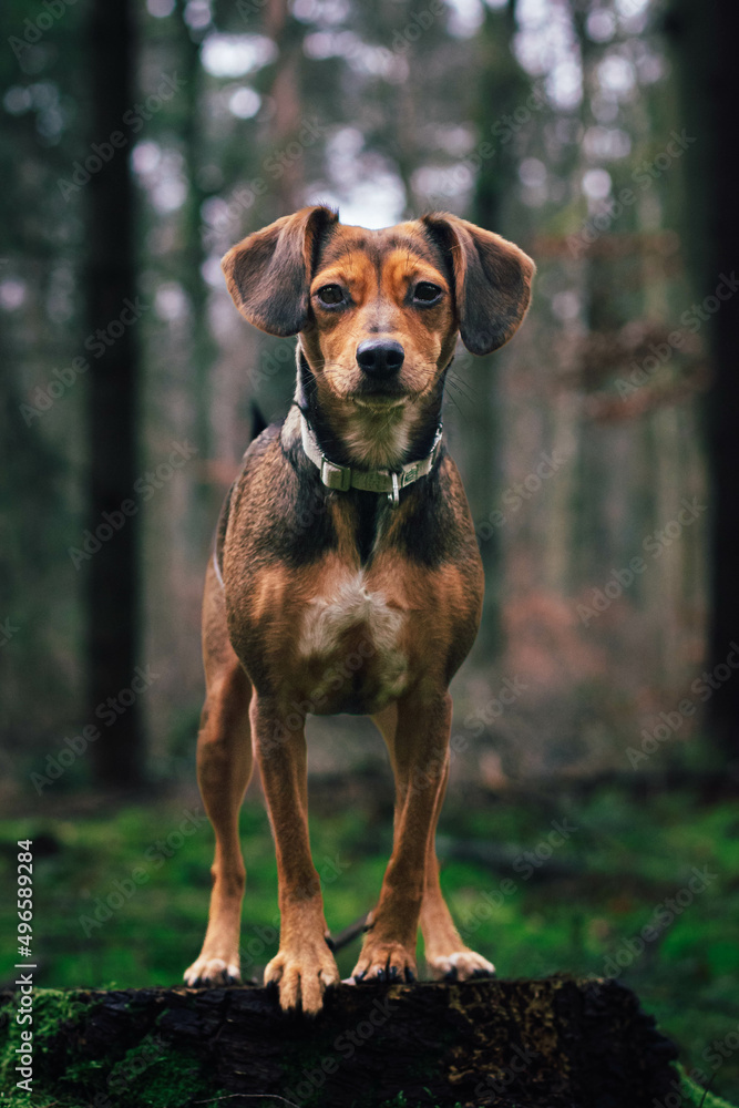 portrait of a dog