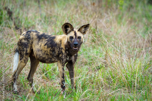 African wild dog, African painted dog, painted wolf or African hunting dog (Lycaon pictus). Mpumalanga. South Africa.