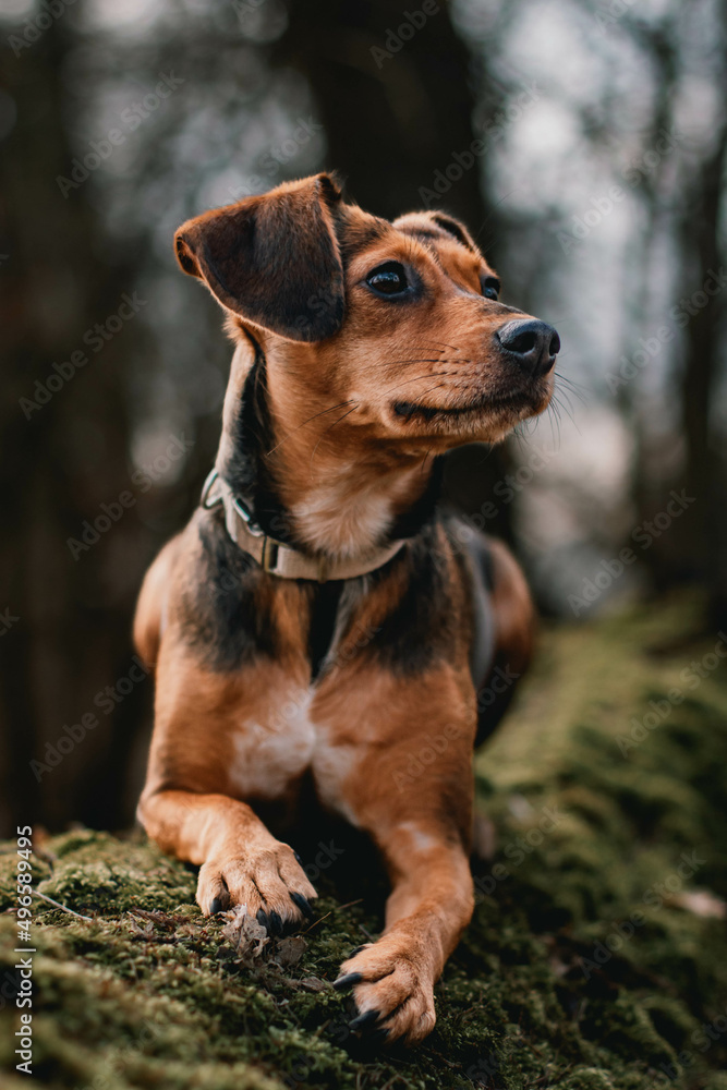 portrait of a dog