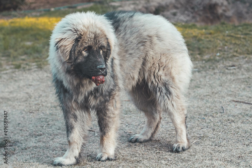 dog playing