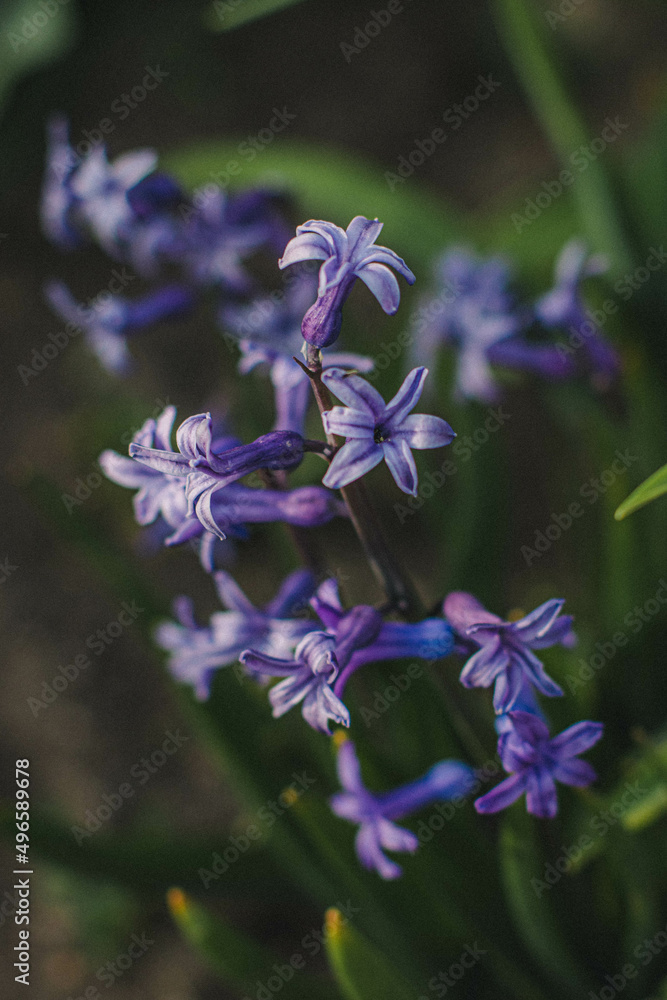 Fototapeta premium flower with green background