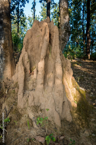 A close up shot of a big ant hill or termite hill in the forest. The mounded nest that ants build out of dirt or sand is called an anthill. You can call a similar mound built by termites.
