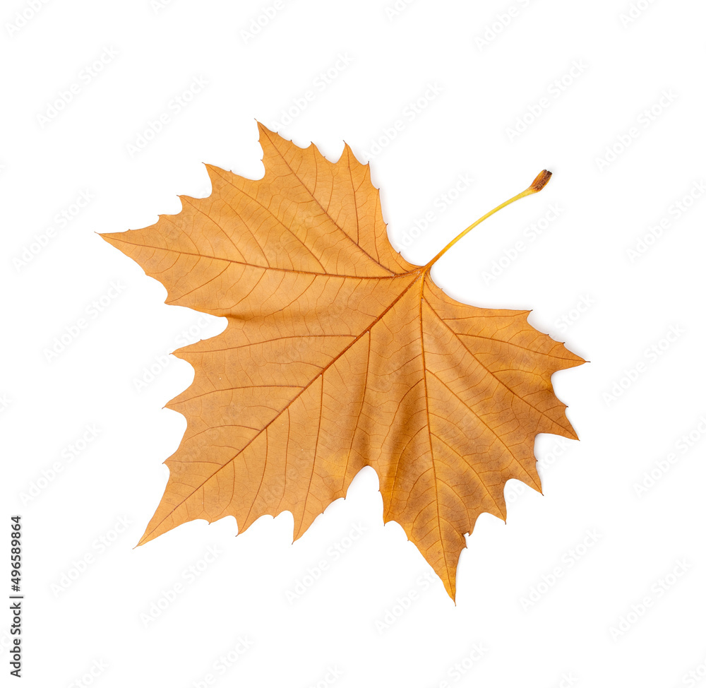 Obraz premium Sycamore Autumn Leaf Isolated